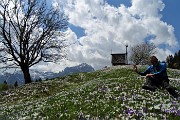 Spettacolo di crocus ai prati della Pigolotta di Valtorta il 26 aprile 2018 - FOTOGALLERY